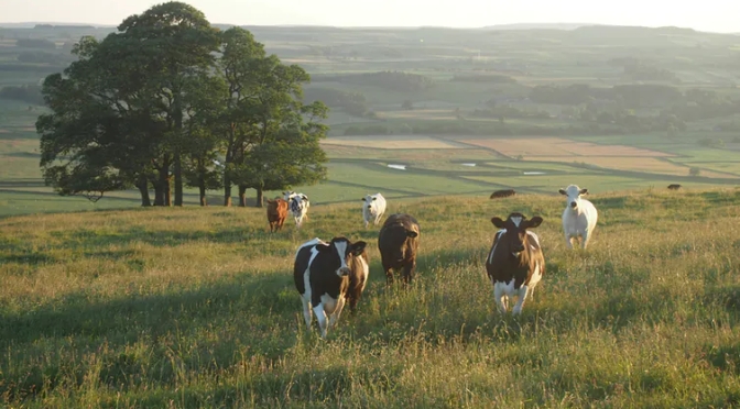 Climate crisis: the countryside could be our greatest ally – if we can reform farming